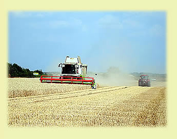 Getreideernte